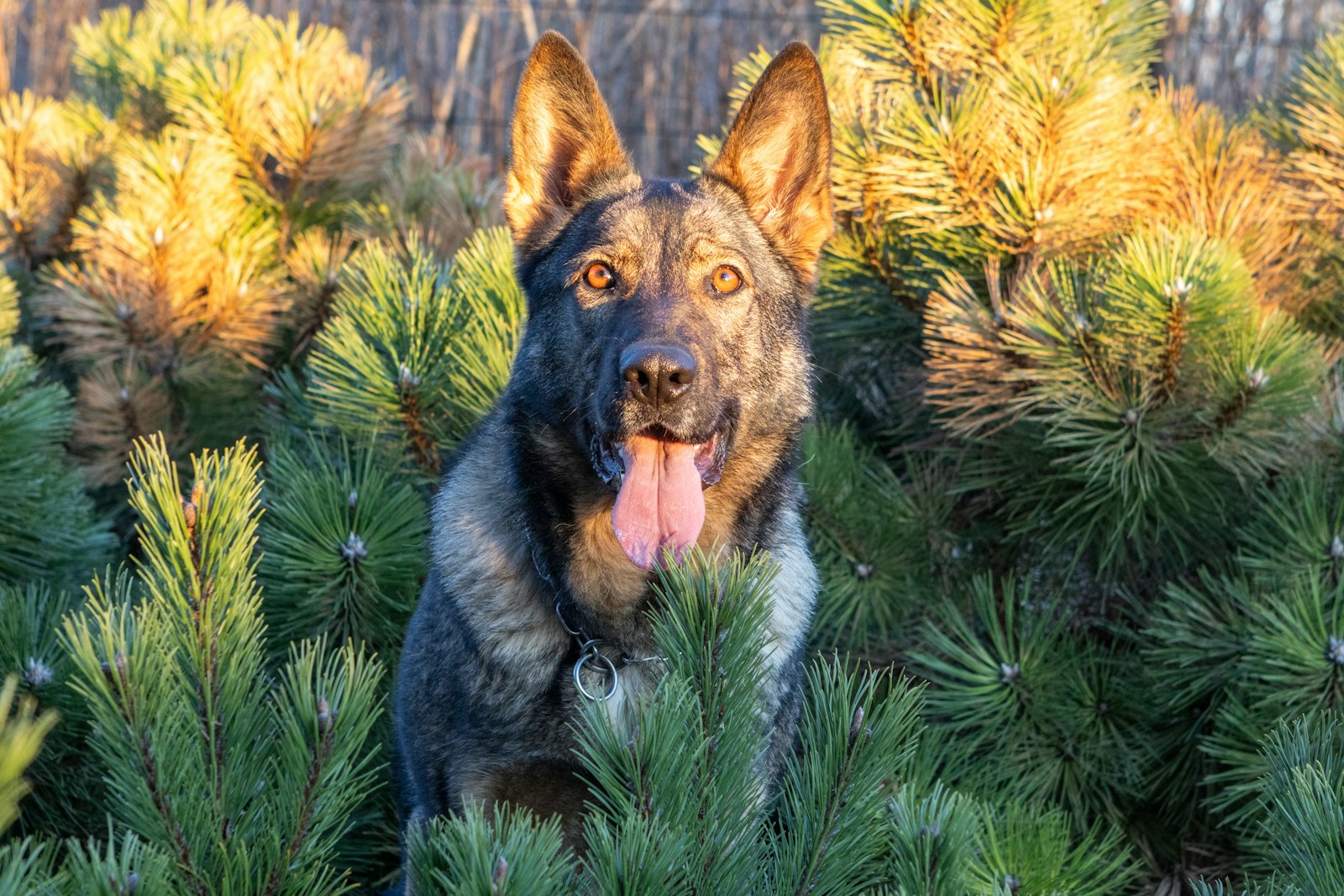 Vet Clinics in Fremont: German Shepherd Care for Hip Dysplasia and Mobility Problems